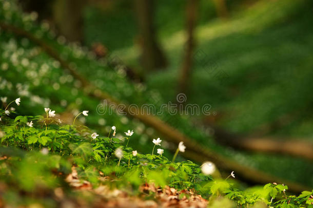 开花林中空地关于花采用绿色的spr采用g森林采用阳光