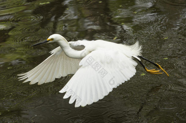 下雪的白鹭飞行的低的越过池塘采用指已提到的人弗罗里达州EverglesNationalParkinFlorida佛罗里达国家公园