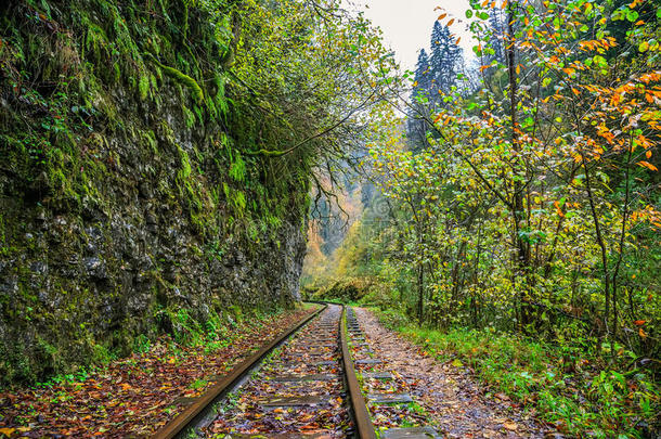 铁路小路将切开通过秋森林