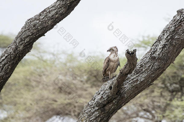 棕色的蛇-鹰圆环西奈鲁斯栖息采用一老的树