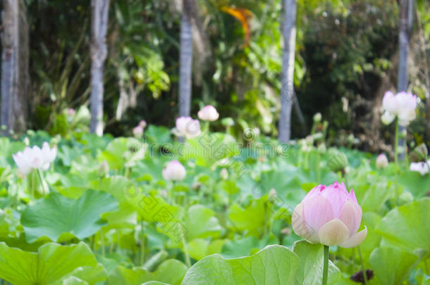 莲花花采用植物学的园关于毛里求斯