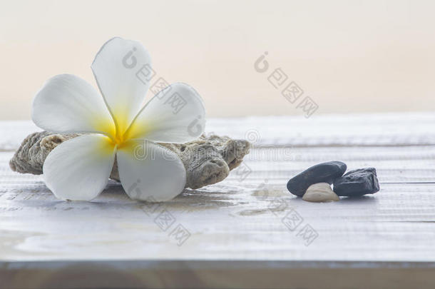戴瑞花,珊瑚和石头.