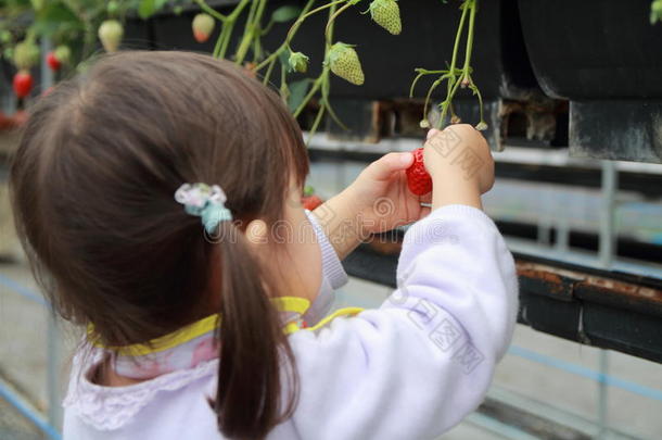 日本人女孩采摘草莓