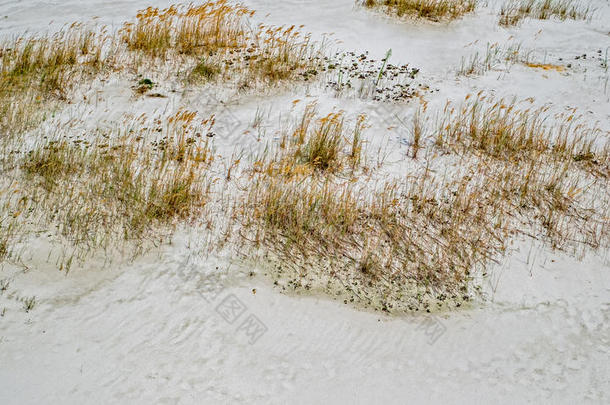 干的干燥的草采用白色的沙