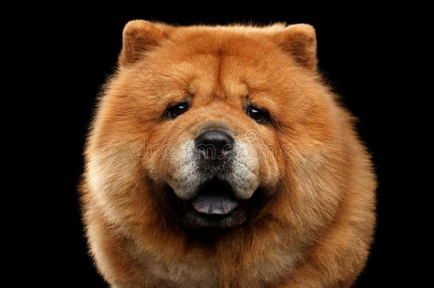 肖像关于原产地中国的狗原产地中国的狗狗