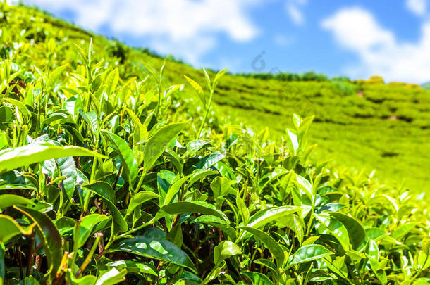 绿色的茶水芽和新鲜的树叶.茶水种植园田采用镇、城