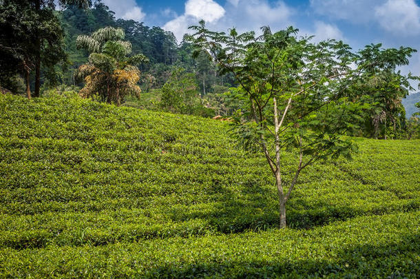 绿色的茶水芽和新鲜的树叶.茶水种植园田采用镇、城