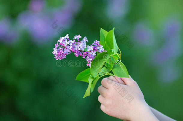 丁香花属花采用女人<strong>手</strong>.丁香花属Flower采用g.丁香花属灌木花.