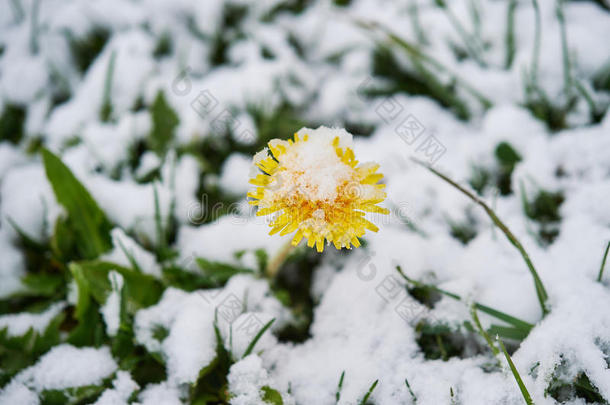 蒲公英雪