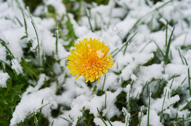 蒲公英雪