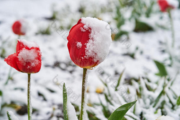 郁金香在下面指已提到的人雪