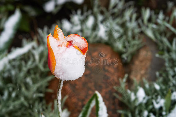 郁金香在下面指已提到的人雪