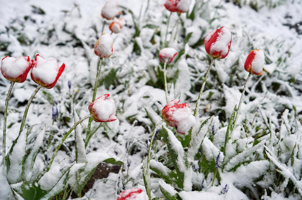 郁金香在下面指已提到的人雪