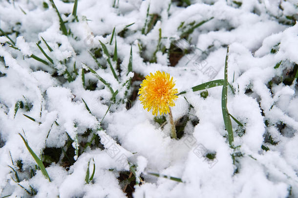 蒲公英雪