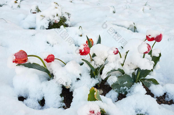 郁金香在下面指已提到的人雪