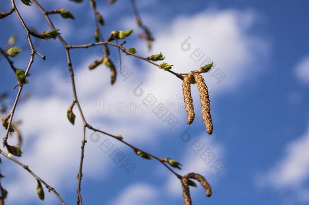 桦树树枝反对指已提到的人蓝色天.特写镜头关于春季桦树芽