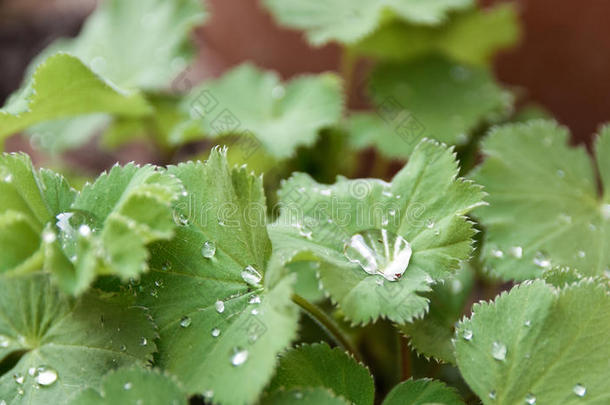 雨落下向绿色的树叶