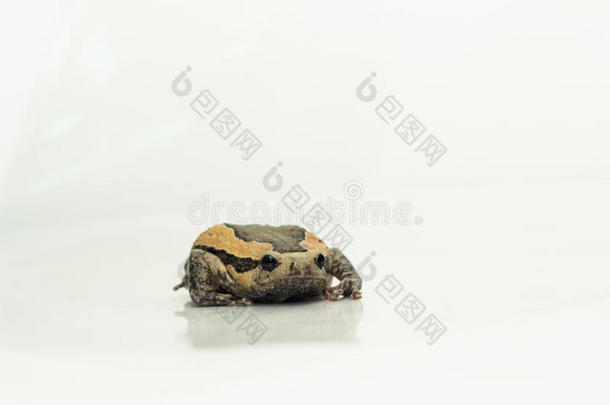 牛蛙(卡图拉普奇拉,<strong>小叶</strong>蜂科)隔离的向白色的后面