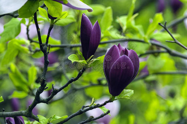 紫色的木兰花经过植物的叶子和树枝
