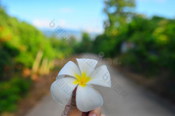 鸡蛋花花