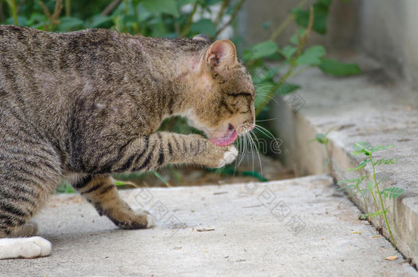 猫<strong>舌头舌头</strong>