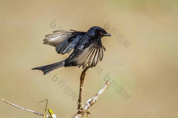 餐叉-有尾的燕卷尾采用即Kruger国家的公园,南方非洲