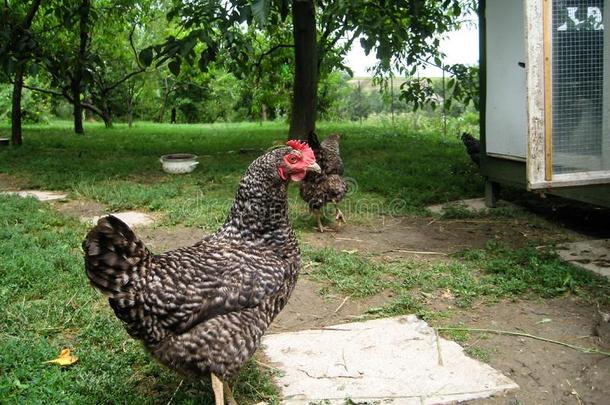 自然的欧洲的鸡肖像射手向农场采用好的环保人