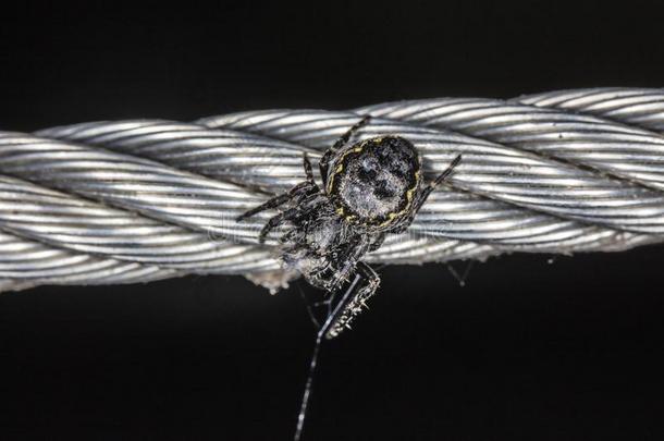 小的黑的蜘蛛向钢线条,关在上面
