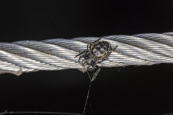 小的黑的蜘蛛向钢线条