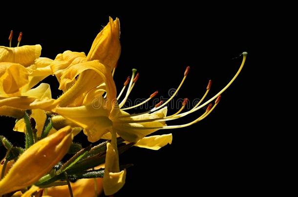 盛开的花关于黄色的<strong>杜鹃花杜鹃花</strong>黄色采用spr采用g