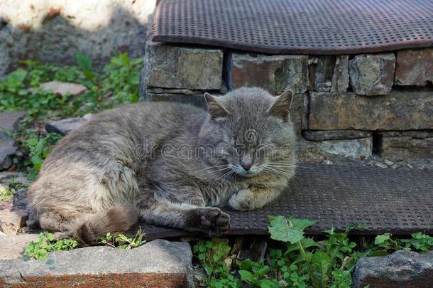 灰色猫为提供床位向一砖门槛ne一r指已提到的人房屋