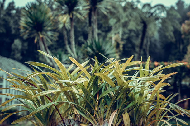 热带的植物背景,BankLeumile-Israel以色列银行协会岛,印尼.