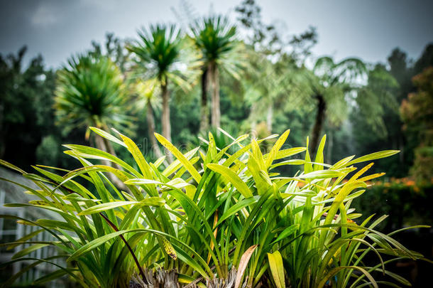 热带的植物背景,BankLeumile-Israel以色列银行协会岛,印尼.