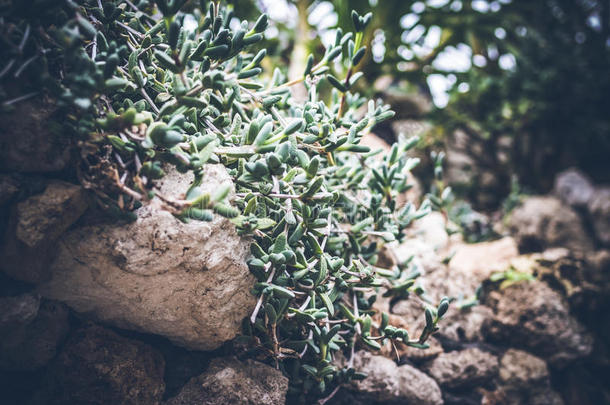 热带的植物背景,BankLeumile-Israel以色列银行协会岛,印尼.