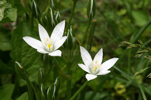 草百合花虎眼万年青属猪苓