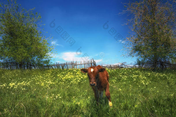 一红色的奶牛吃草向一me一dow一g一inst指已提到的人老的木制的栅栏.