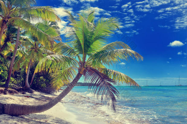 热带的白色的沙的海滩和手掌树.索纳岛,多米尼