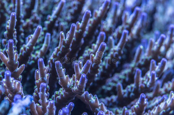 特写镜头拍摄关于鹿角珊瑚属sinelesuperstite无后多石头的困难的珊瑚