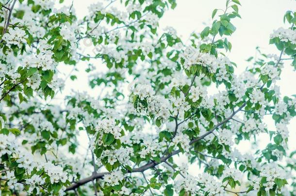 美丽的春季花横幅.春季花.花花i