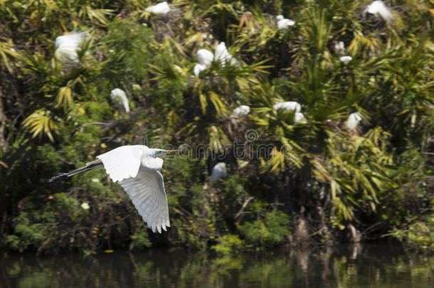 伟大的白鹭飞行的越过水在一白嘴鸦的群居地采用Florid一.