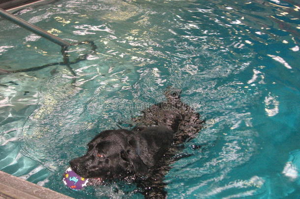 狗游泳一天
