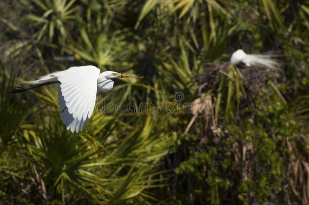 伟大的白鹭飞行的越过水在一白嘴鸦的群居地采用Florid一.