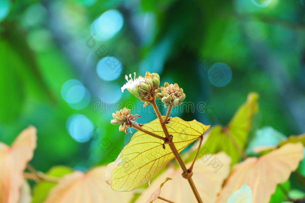 <strong>羊蹄</strong>甲属植物金叶