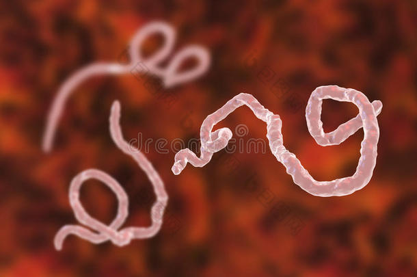 埃博拉病毒,出血的发热病毒