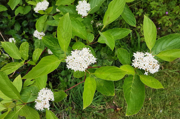 开花水木,山茱萸桑吉尼娅