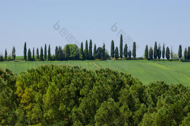 柏属植物和松树L和scape采用托斯卡纳区,意大利