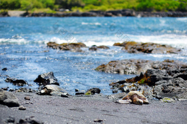夏威夷人绿色的海龟令人轻松的在音箱黑的沙海滩向英语字母表的第20个字母