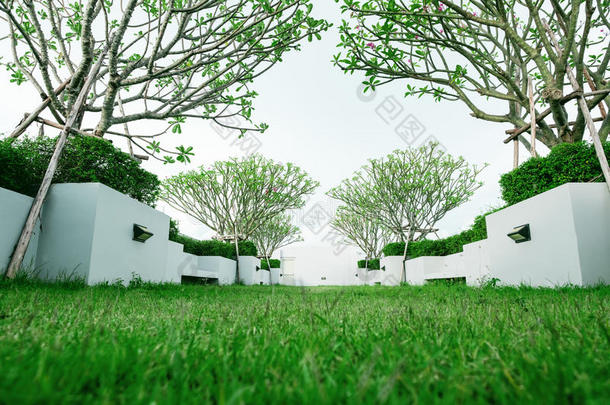 现代的花园向屋顶,绿色的草草地和热带的树