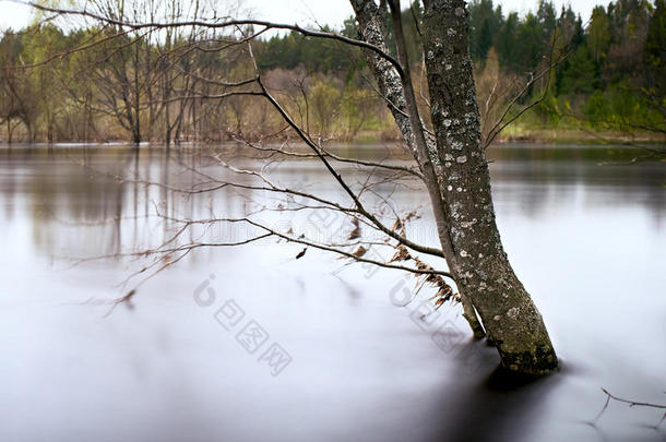 春季风景洪水河树采用水长的暴露光滑的