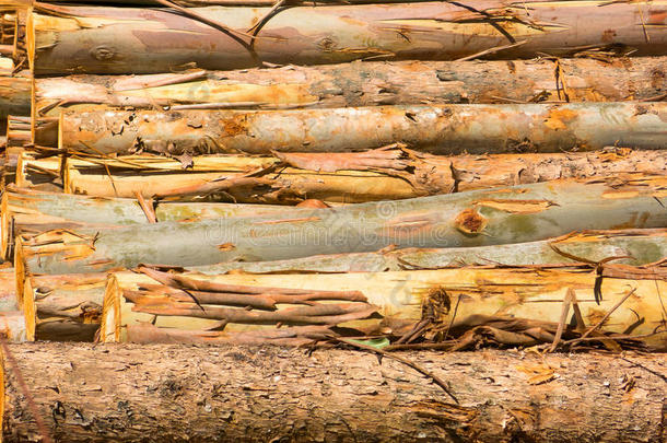 火木材桉树质地
